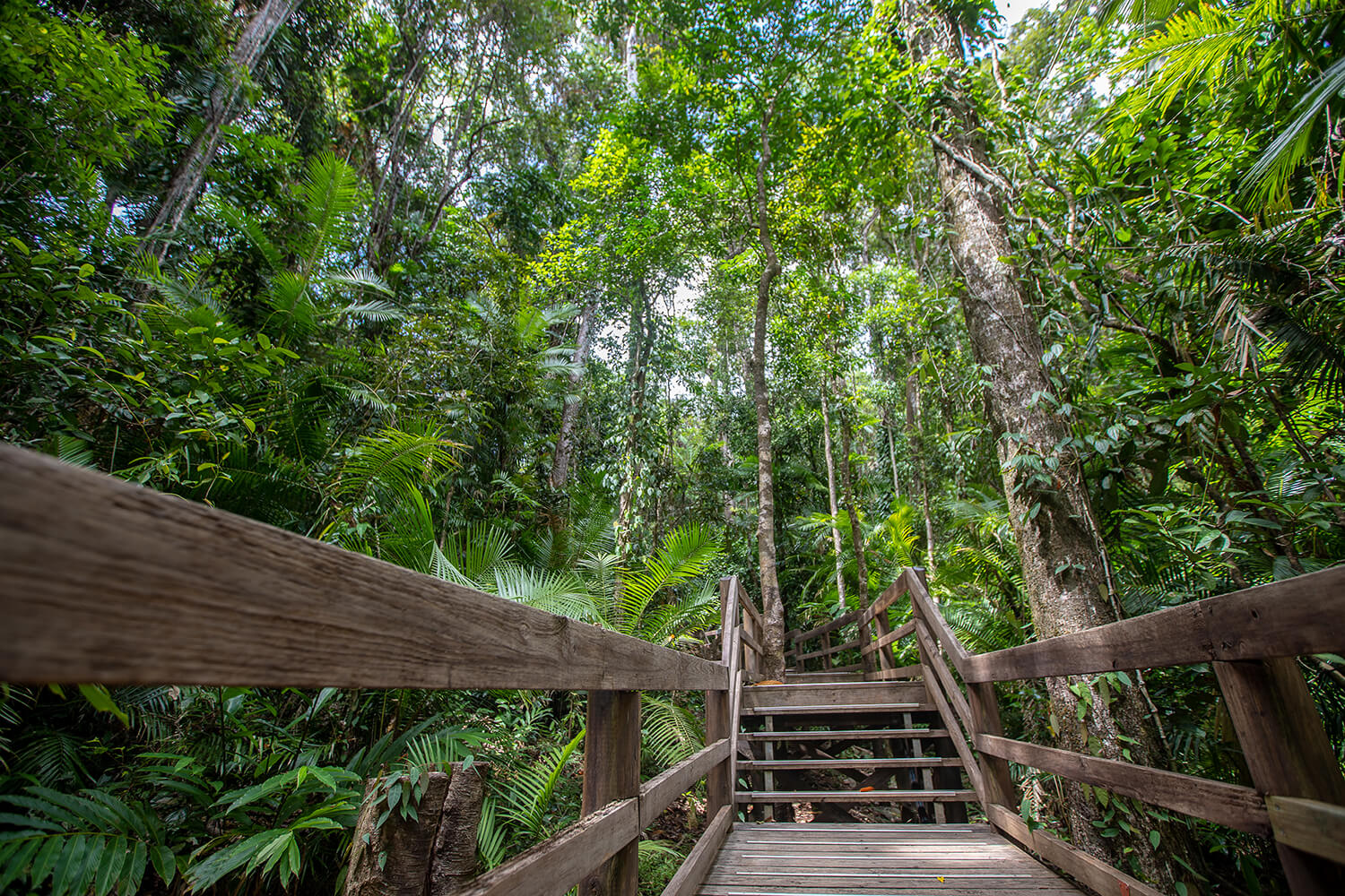 Daintree Rainforest Tour