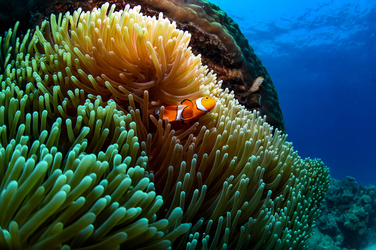 Great Barrier Reef_Reef and Rainforest Package