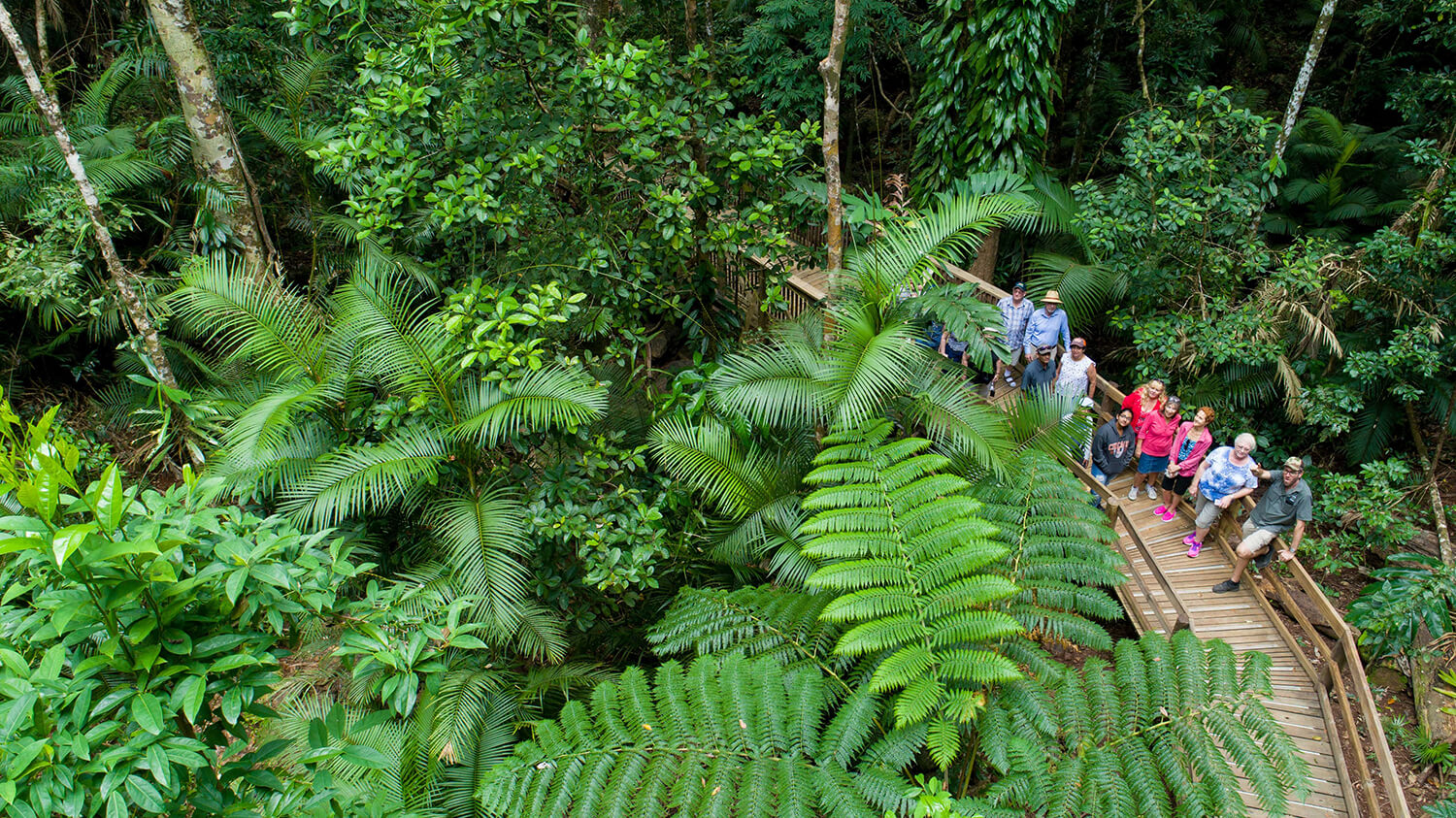 Header_Daintree Rainforest, Cape Tribulation and Bloomfield Track