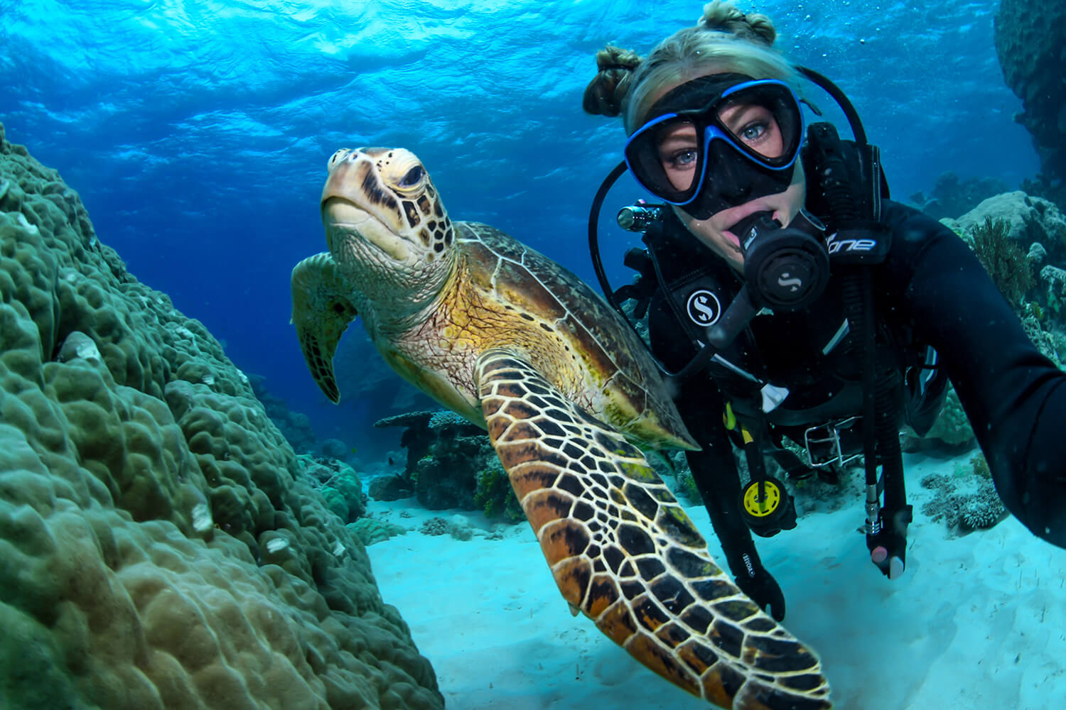 Turtle_Great Barrier Reef Cairns