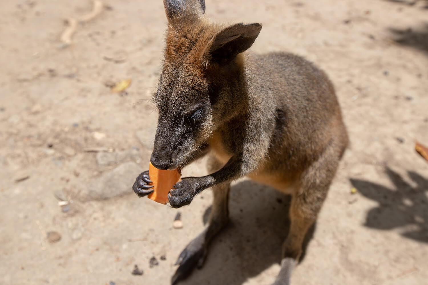 Wallaby_Daintree Rainforest Tour